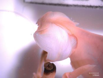 Media type: image;   Malacology 356327 Description: Specimen in ethanol;